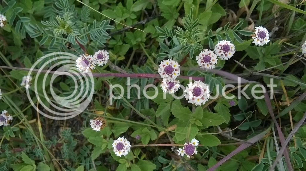 WP_20150501_103_zpssy8ugmxn.jpg