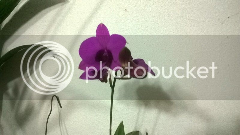 WP_20150507_004_zpsb6yfrzxd.jpg