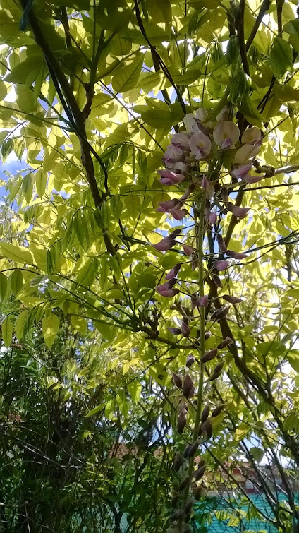 WP_20150508_026.jpg
