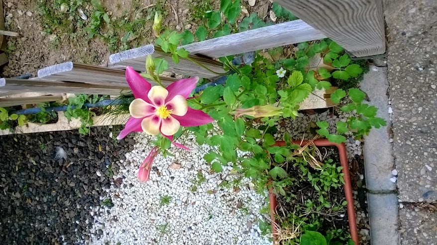 WP_20150509_013.jpg