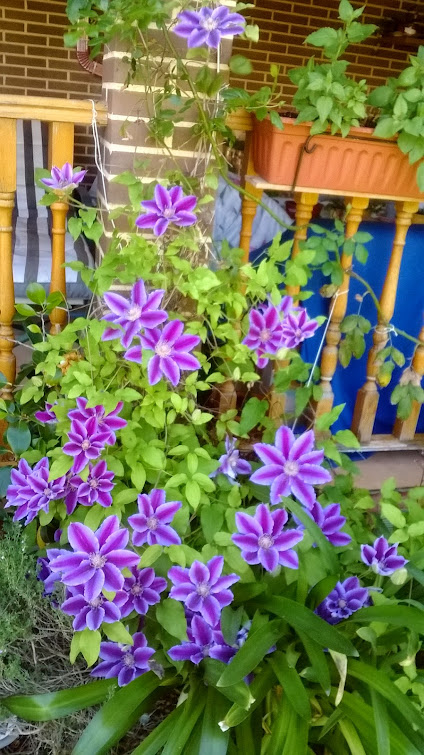 WP_20150516_002.jpg