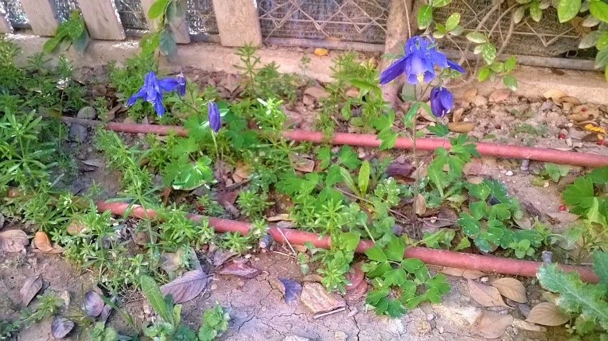 WP_20150518_015.jpg