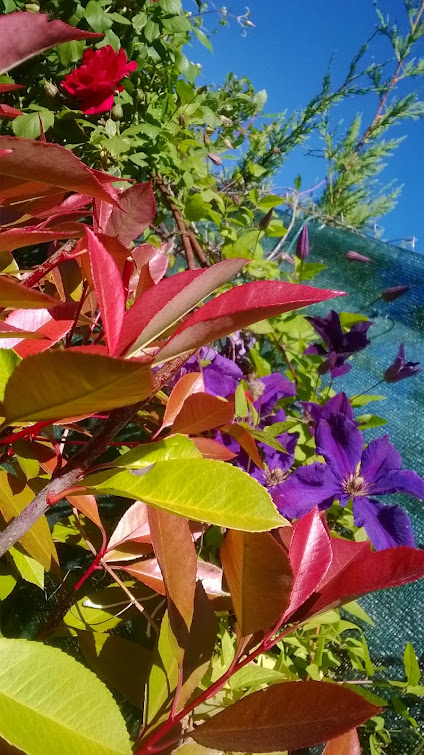 WP_20150518_017.jpg