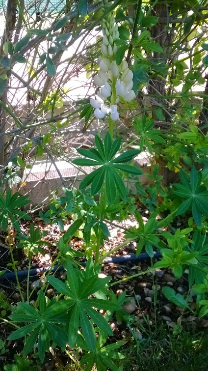 WP_20150521_002.jpg