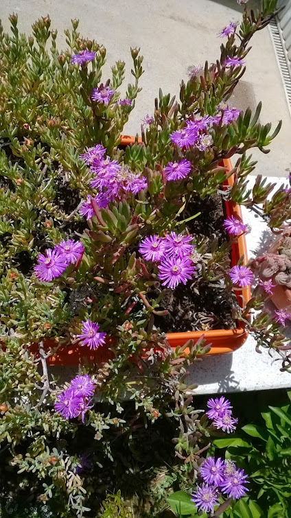 WP_20150525_016.jpg