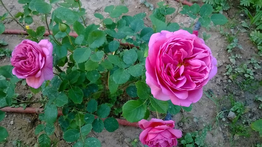 WP_20150531_033.jpg
