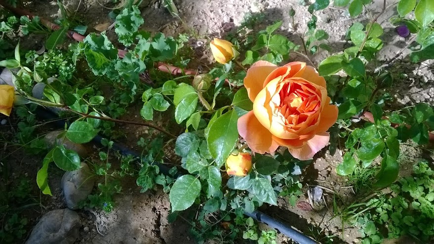 WP_20150602_001.jpg
