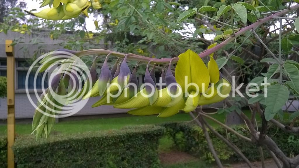 WP_20150605_005_zpsosypzqzz.jpg