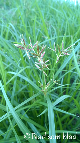 WP_20150709_005.png