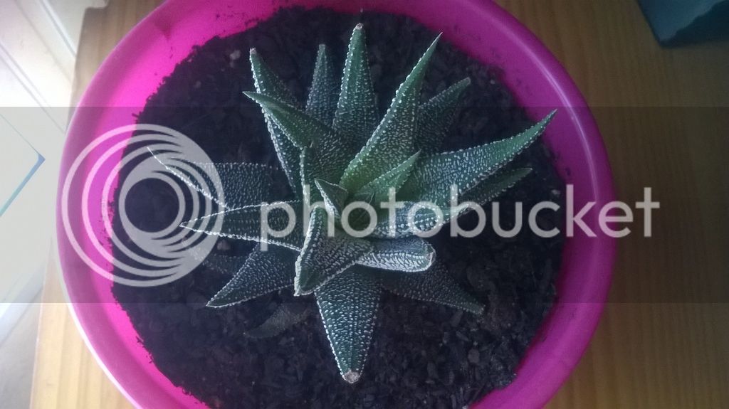 WP_20150828_003_zpsnuohy9z0.jpg