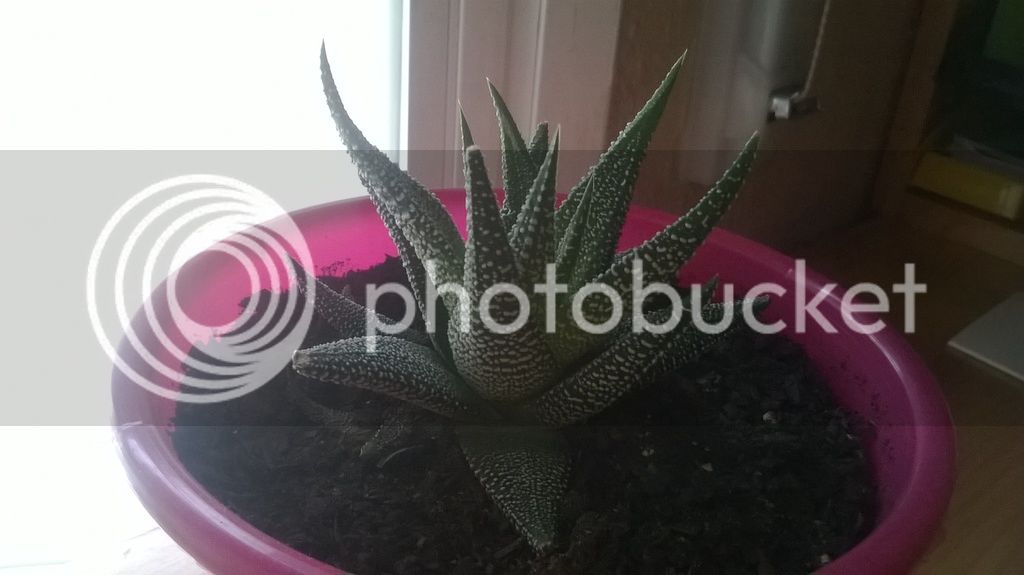 WP_20150828_004_zpsmif1ycqi.jpg