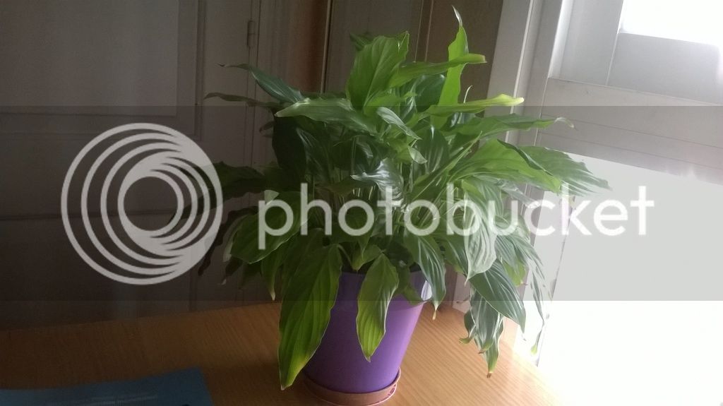 WP_20150828_005_zpsepqso4ur.jpg