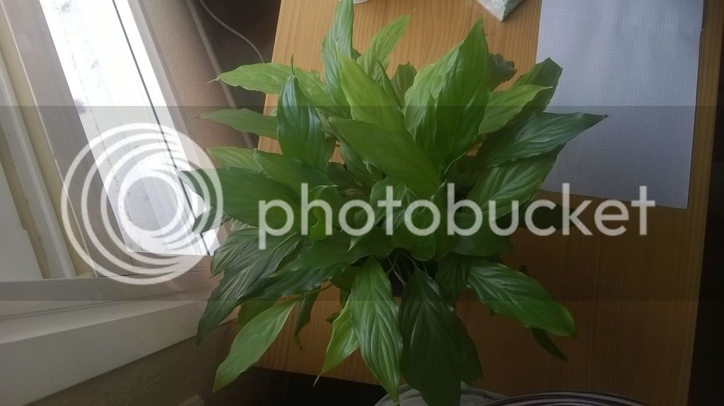 WP_20150828_006_zpshwy80qrh.jpg