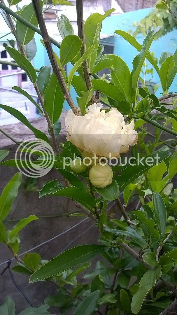 WP_20151207_005_zpseb4c2icm.jpg