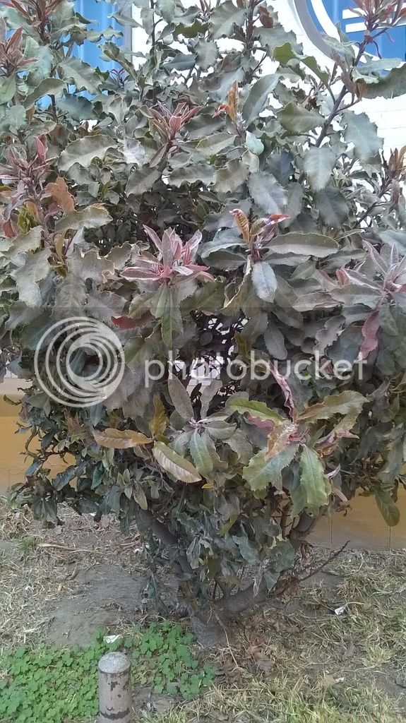 WP_20160807_034_zpscmm8qba6.jpg