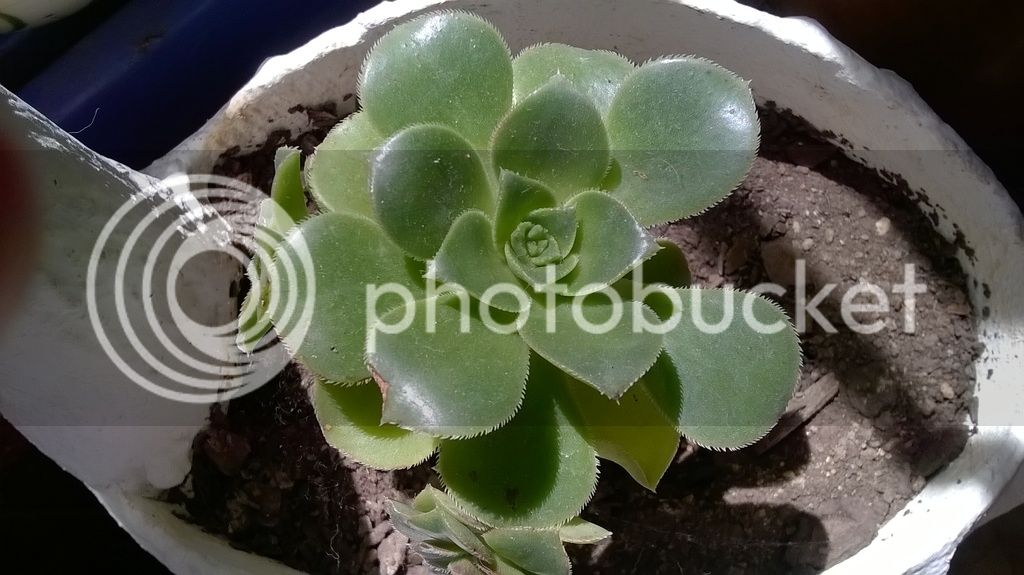 WP_20170307_003_zpsd8kjxygm.jpg