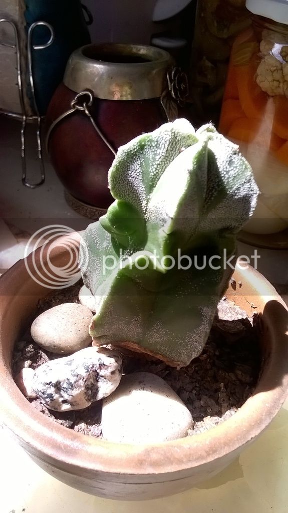 WP_20170307_007_zps20p0k5ds.jpg