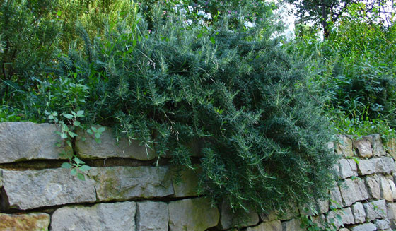 wpid-rosmarinus-officinalis-prostratus-3.jpg