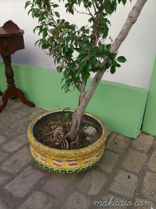 wpid-tyrepotcolorful_wm.jpg