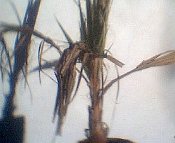 wseca%2Cjpg.JPG