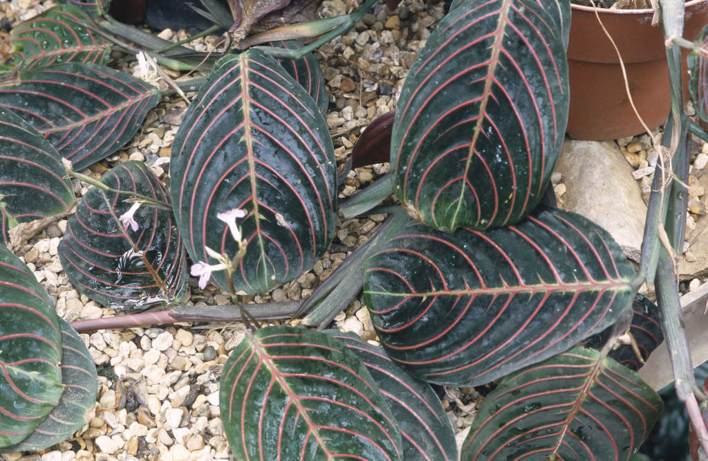 WSY0037693_8410.jpg