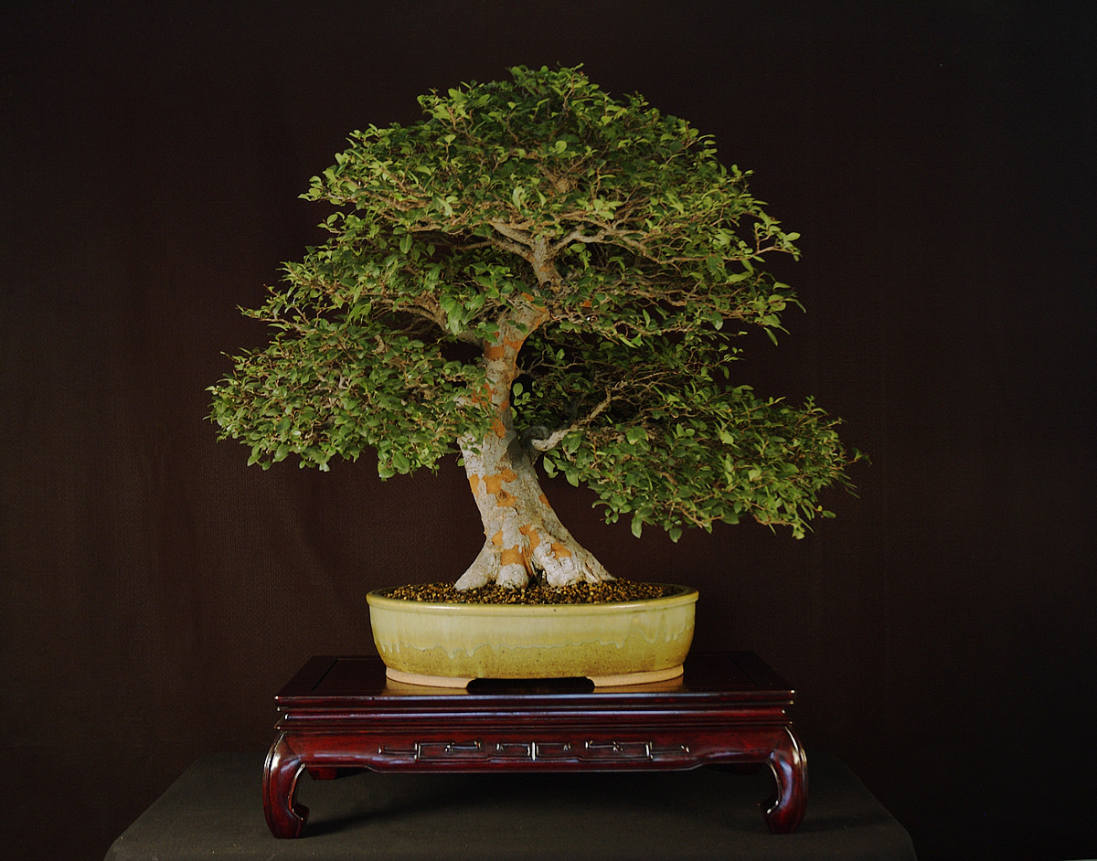 wv2006_andy_rutledge_Ulmus_parvifolia.jpg