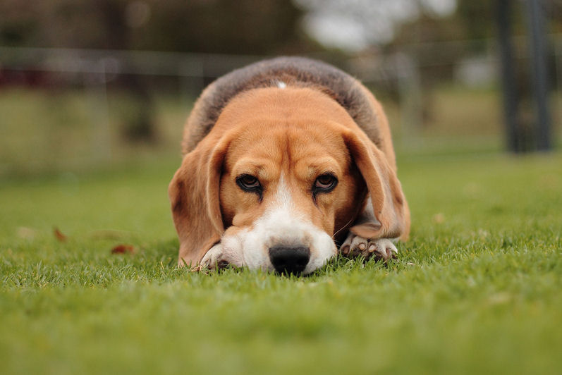 www.BancodeImagenesGratuitas.com-perro-dog.jpg