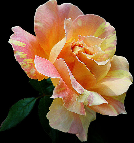 www.BancodeImagenesGratuitas.com-rosa.jpg