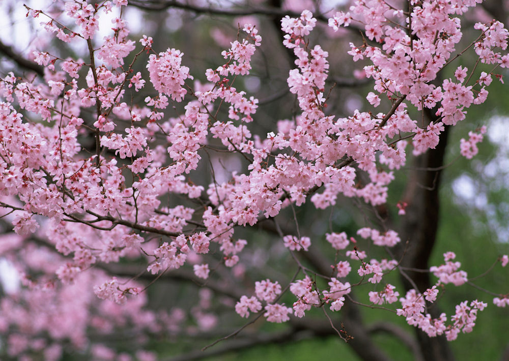 www.JoseLuisAvilaHerrera.BLOGSPOT.com%2B-Flores%2Bde%2BPrimavera%2B%2B-BloomingScenery%2B-14.jpg
