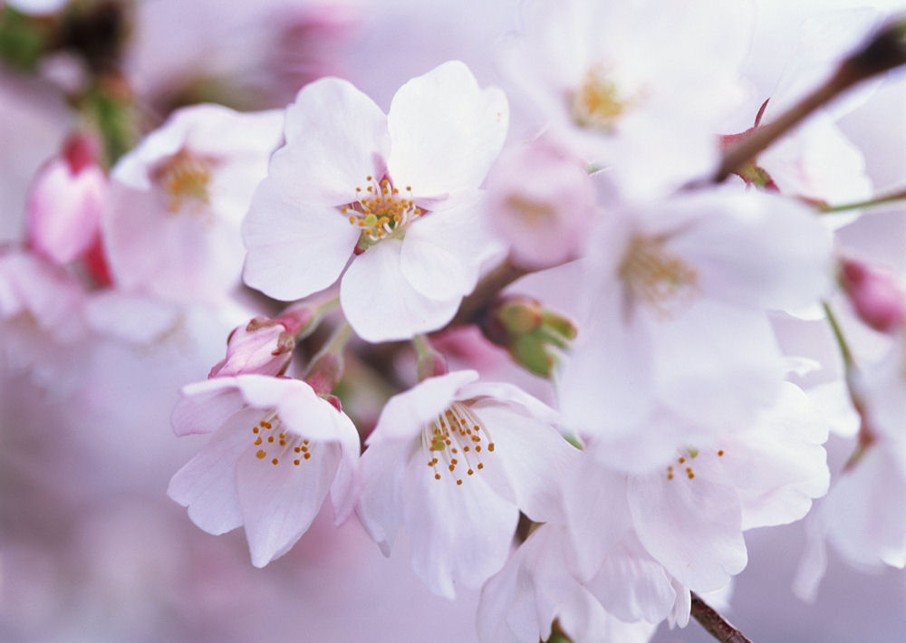 www.JoseLuisAvilaHerrera.BLOGSPOT.com%2B-Flores%2Bde%2BPrimavera%2B%2B-BloomingScenery%2B-20.jpg