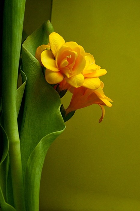 www.joseluisavilaherrera.BLOGSPOT.com-flores-4.jpg