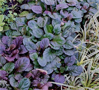 x%20Ajuga%20'Atropurpurea'.jpg
