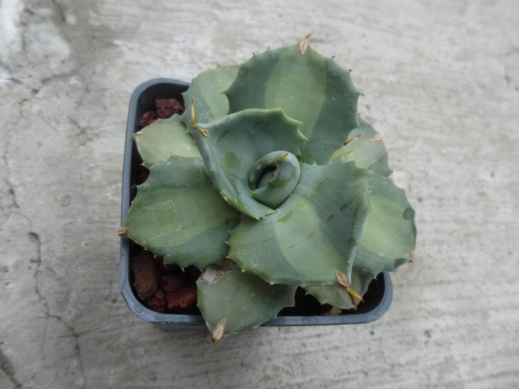 x3_zpsfeb26095.jpg