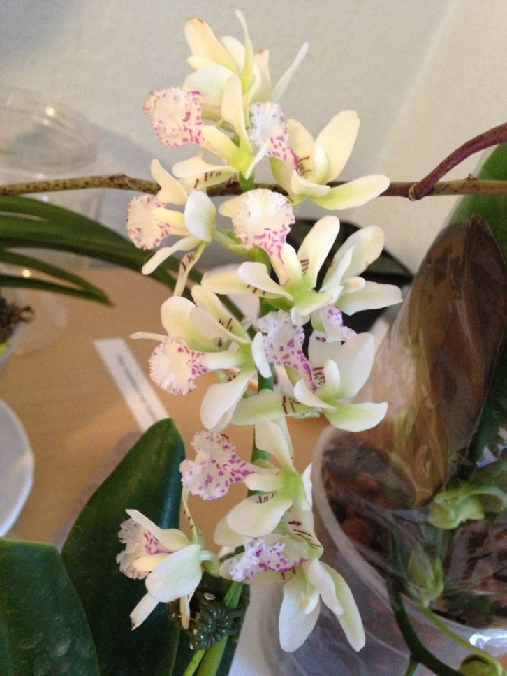 X5h2s5h.jpg