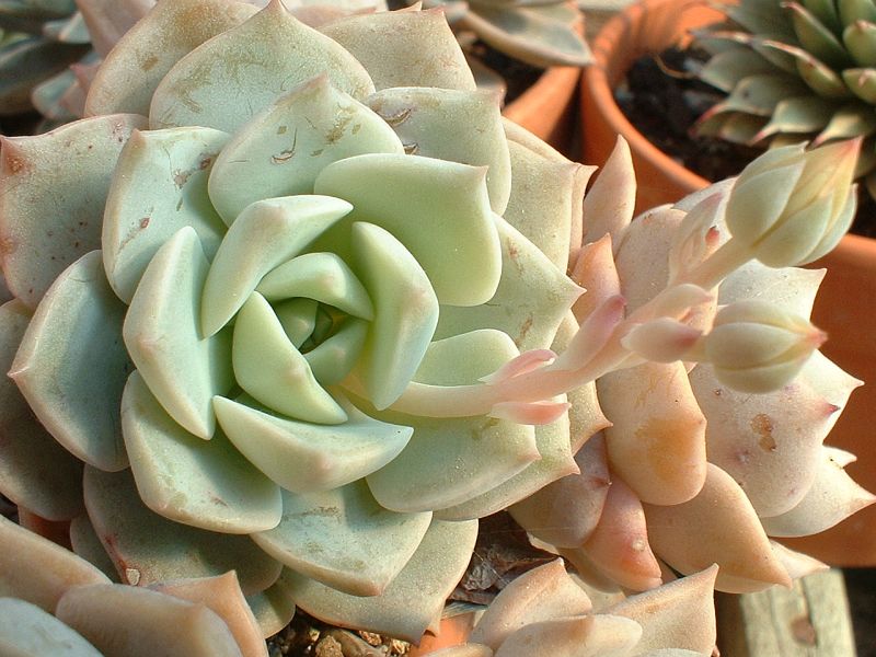 X_Graptoveria_Titubans_fleurs_20_03_05.JPG