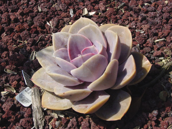 x_noncacti_echeveria_600.jpg