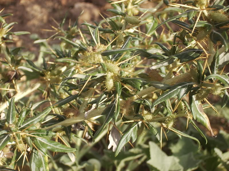 Xanthiumspinosum.jpg