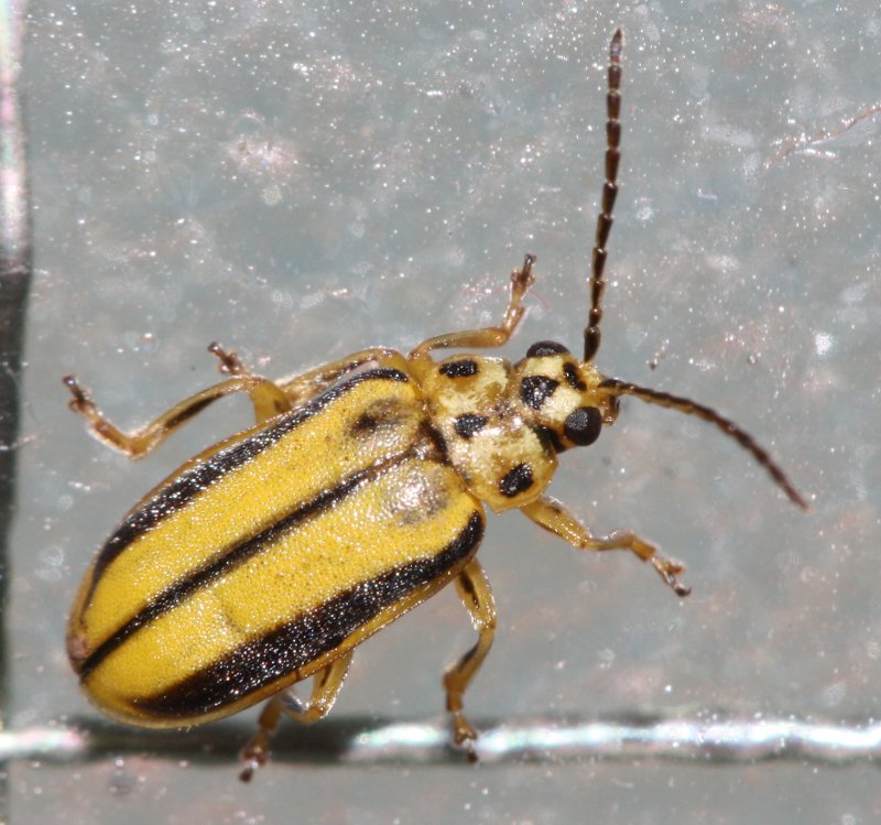 Xanthogaleruca%20luteola.jpg