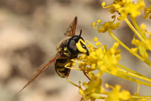 Xanthogramma_citrofasciatum.jpg