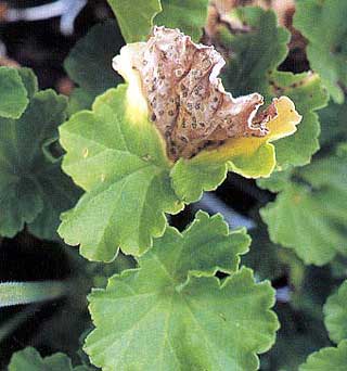 xanthomonasgeranio3.jpg