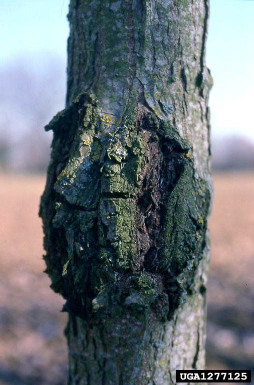 xanthomonaspopulea.jpg