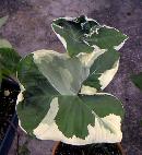 xanthosoma_atrovirens2_th.jpg