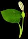 Xanthosoma_mexicanum_flower_plant,I_SP4240.jpg