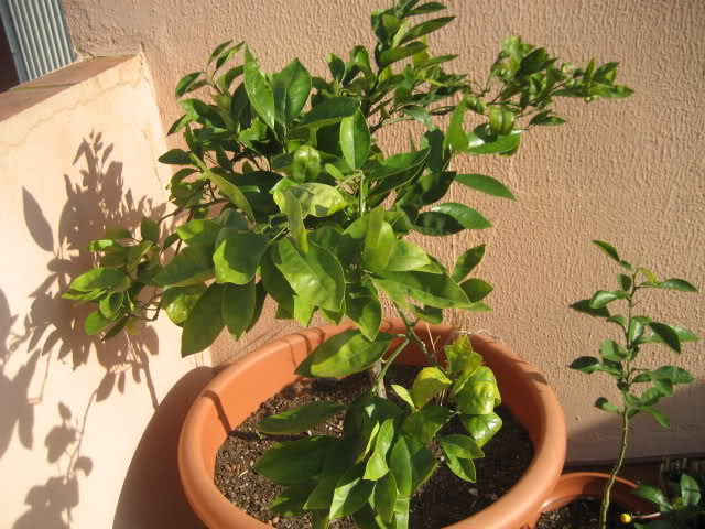 xba847.jpg