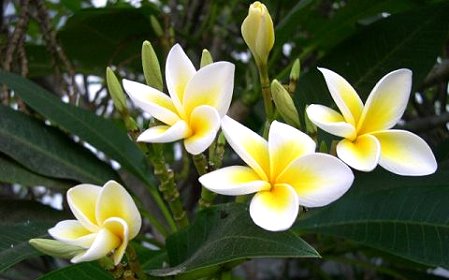 xflora18.jpg