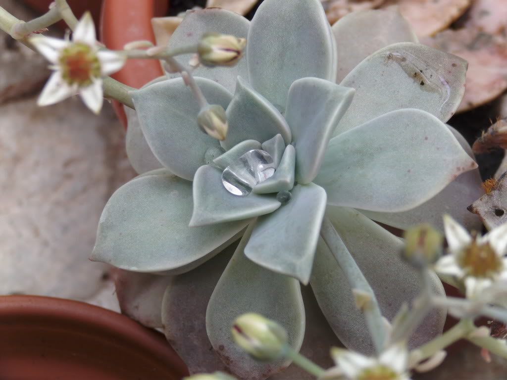 Xgraptopetalumagua.jpg