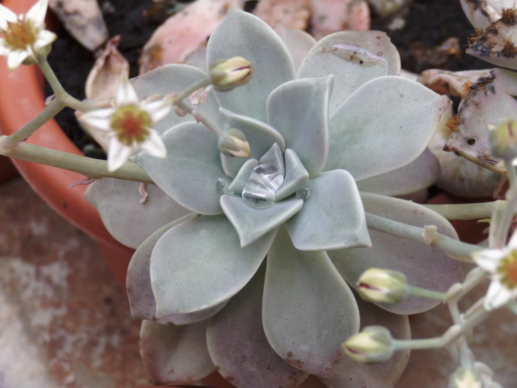 Xgraptopetalumconagua2.jpg