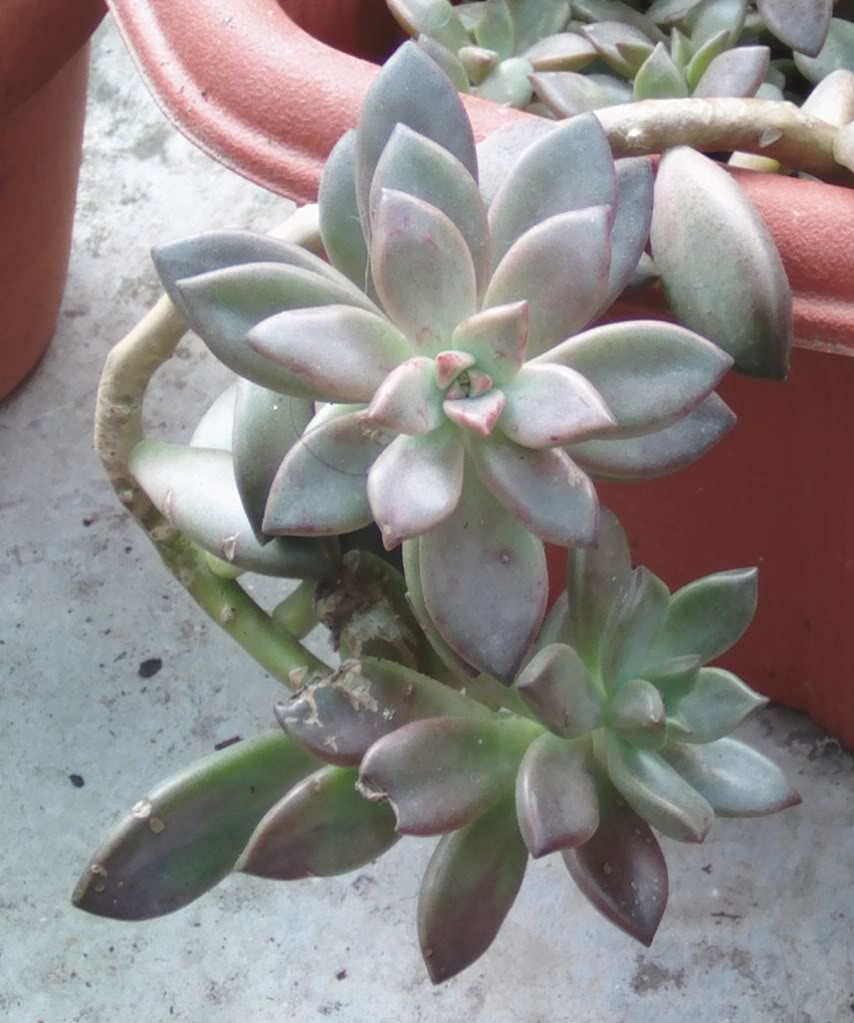 xgraptoseumbroncedelda.jpg
