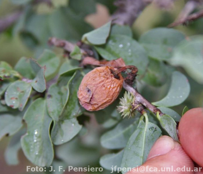 Ximenia%20americana%20var.%20argentinensis%20Pensiero%207488.jpg
