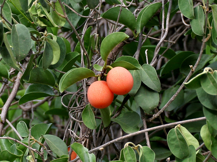 Ximenia_americana_leaves_%26_fruit_at_Chilkur_near_Hyderabad%2C_AP_W2_IMG_7288.jpg